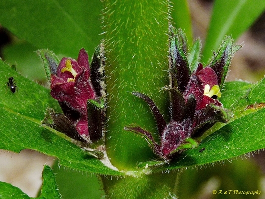 {Triosteum aurantiacum}